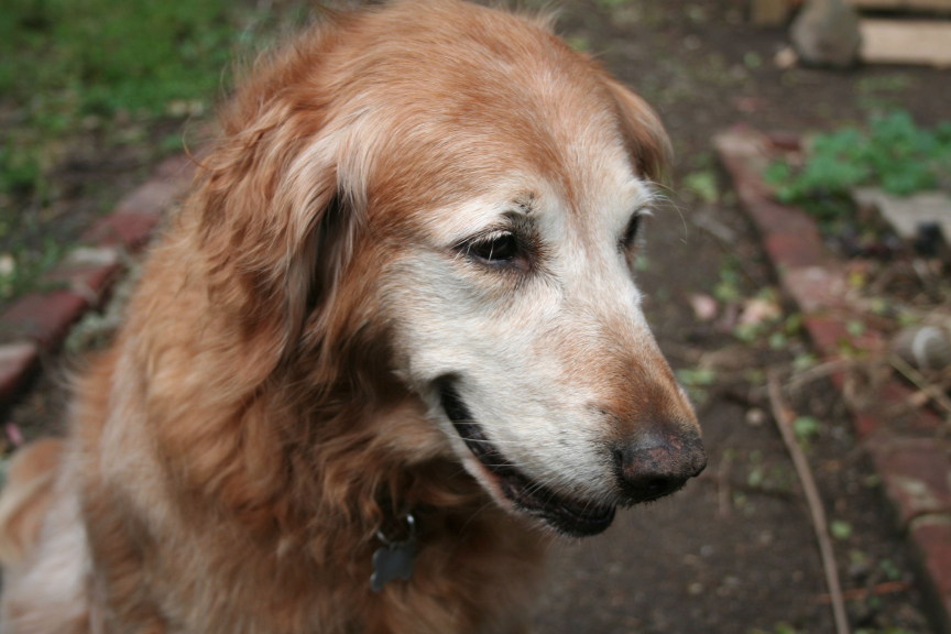 Happy Dog