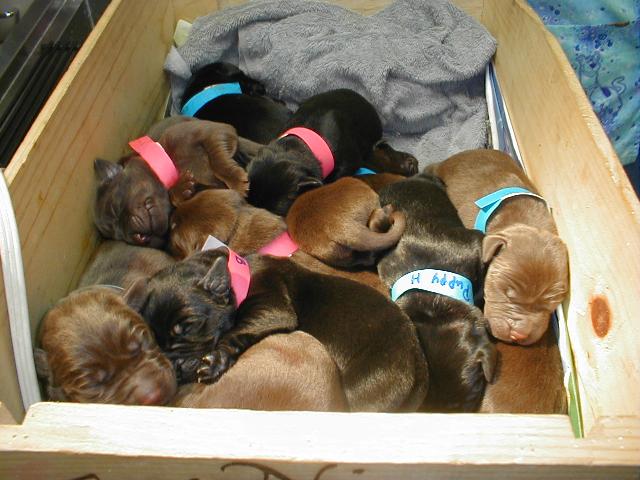 Lab Puppies!